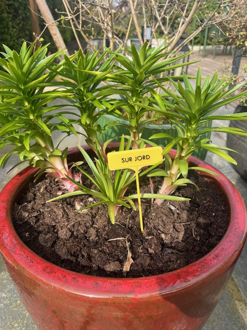 MonkeyTag planteskilt - 6-pack